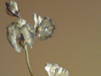 ���X�C�[�g�s�[