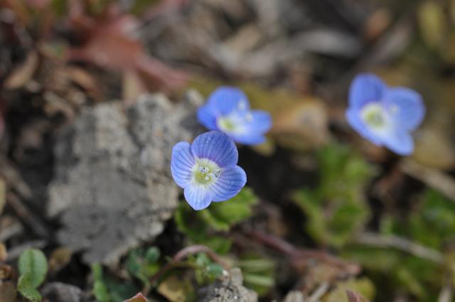 ���킢���ԂȂ̂�