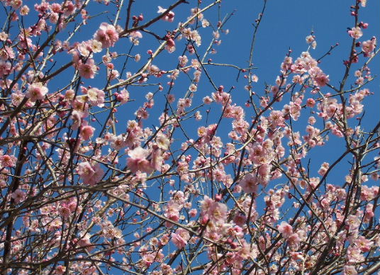 ���N�͖�P�T�ԑ����ł��B