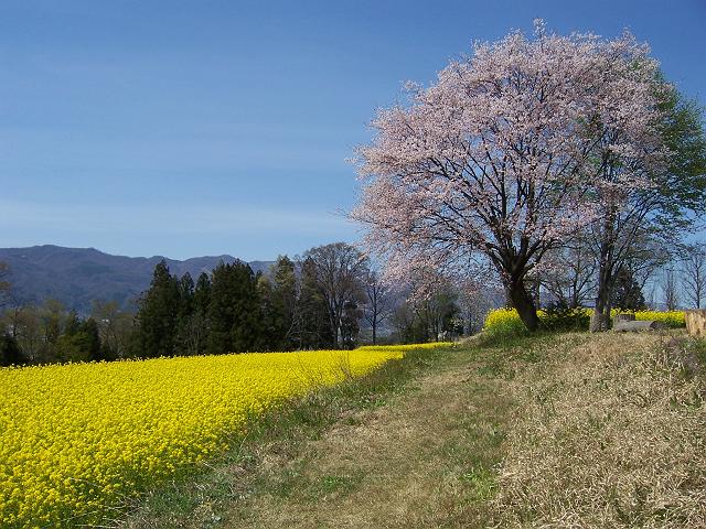 ���������ɏt�I