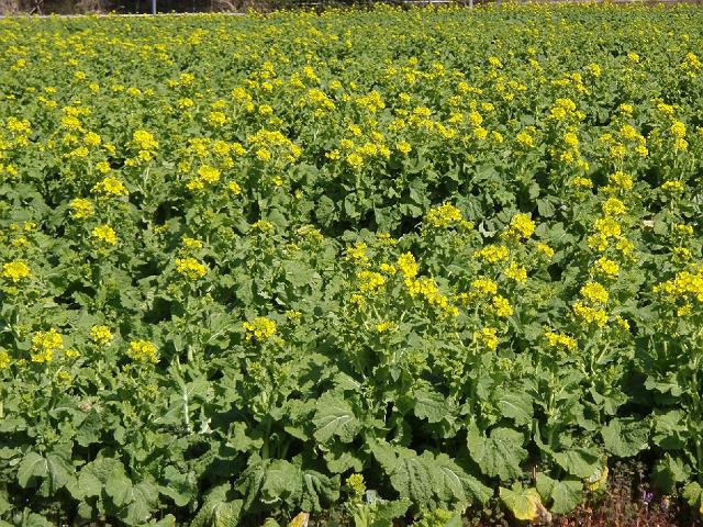 �����߂��̔��ɂ�