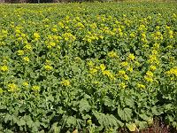 �����߂��̔��ɂ�