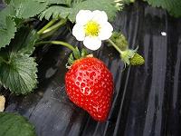 �C�`�S�`�I�I�I�I