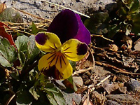 ���܂�܂���悤��