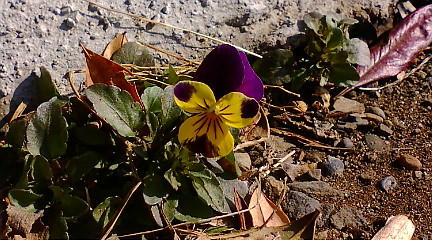 ���܂�܂���悤��