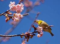 �T�N���T�N