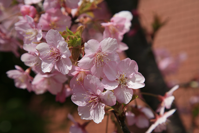 ���N�͂��߂Ă݂���