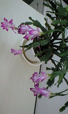 �^�t�Ȕ��A��