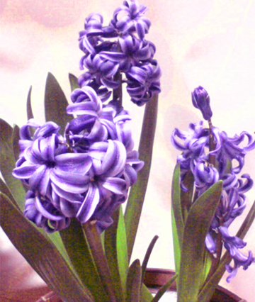 �悭����΂���