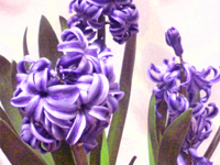 �悭����΂���