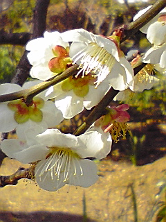 ���肪�������ǂ��ꂢ