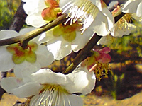 ���肪�������ǂ��ꂢ