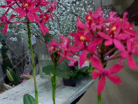 �ԉ�����Ō��؂�i�̉�