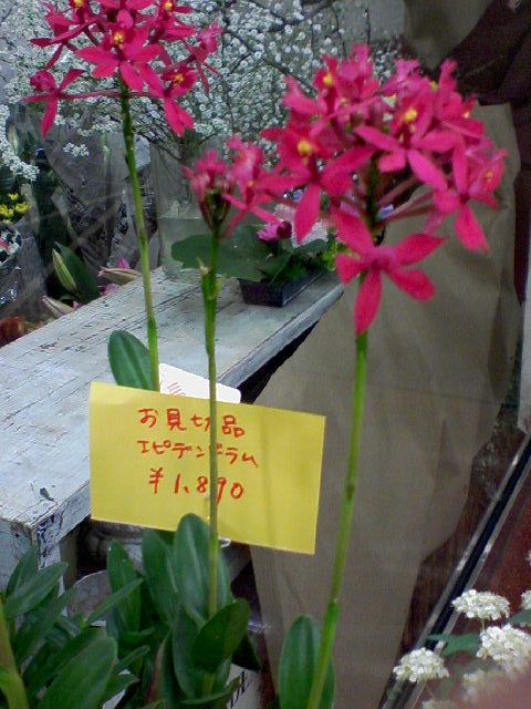 �ԉ�����Ō��؂�i�̉�