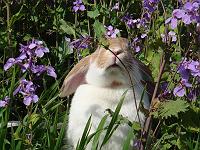 �_�C�R���ԂƂ�����