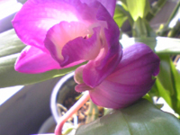 �Ȃ�Ƃ��W�E��