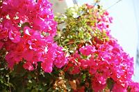 �s���N�����炫��