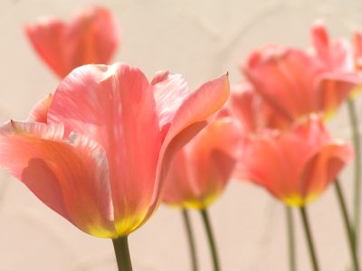 �͂邪����