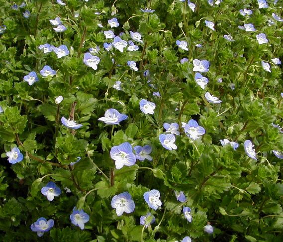 �I�I�C�k�m�t�O��