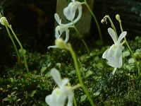 ����ƍ炢�Ă��ꂽ�E�T�M�S�P