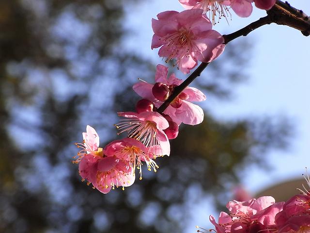 �f�W�J���V���L�O