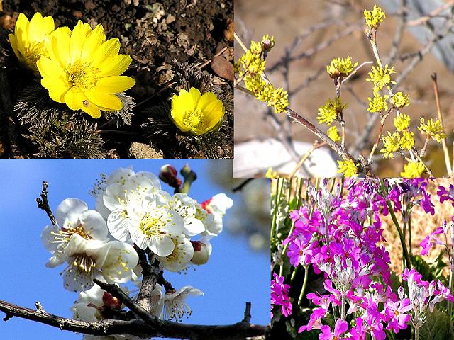 ��̉Ԃ����ς�