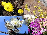 ��̉Ԃ����ς�