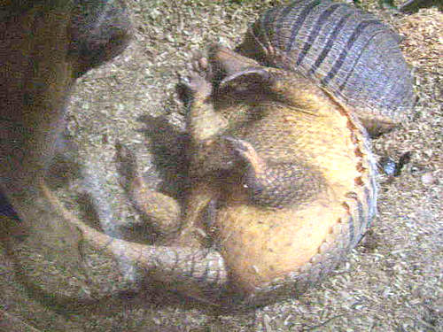 �A���}�W���ɂ���܂���