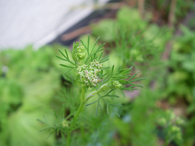 6/9�@�p�N�`�[���Q