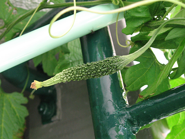 7/5�@�j�K�E�����炽�Ȃ�