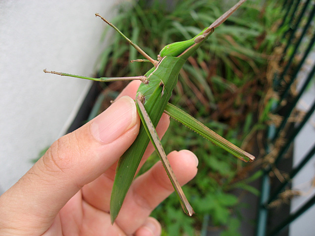 9/2�@�ł������o�b�^