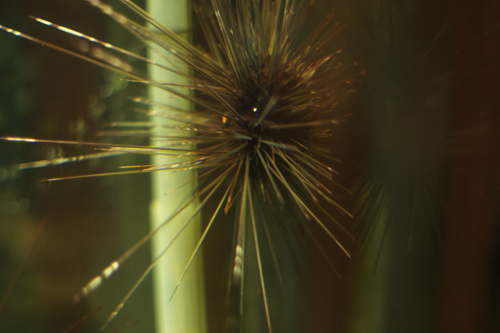 �I�j�q�g�f