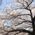 神田川の桜の良さを僕が伝えたい