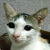 ゲルマニウムローラーで猫を骨抜きにする in タイ（リアルタイム更新）