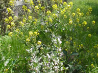 �����؂Ƌ󓤂̉ԁB