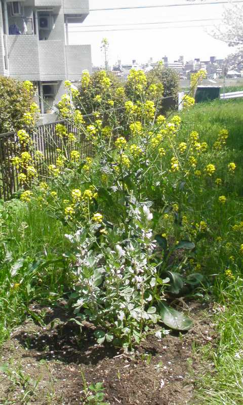 �����؂Ƌ󓤂̉ԁB