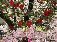 �n�[�t���n�[�t