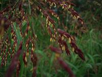 �͌��̃C�l�Ȃ̎G���̉�