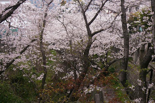 �Z��X�ŉԌ�