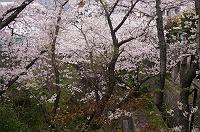 �Z��X�ŉԌ�