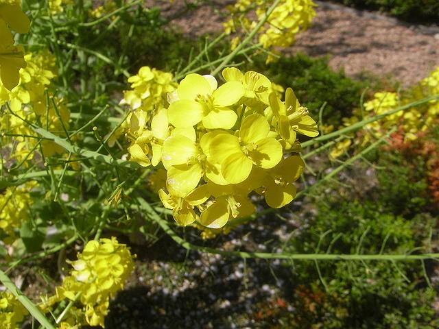 �؂̉Ԃł͂���܂���B