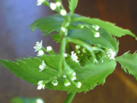 �O�t���ԍ炭��������