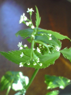 �O�t���ԍ炭��������