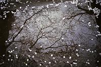 �n���߂ɍ炯