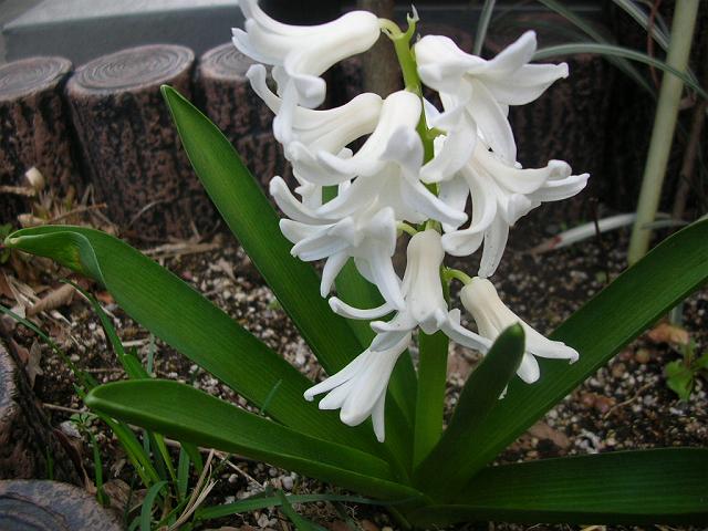 �����q���V���X