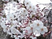 �Ö؂ɍ炭������