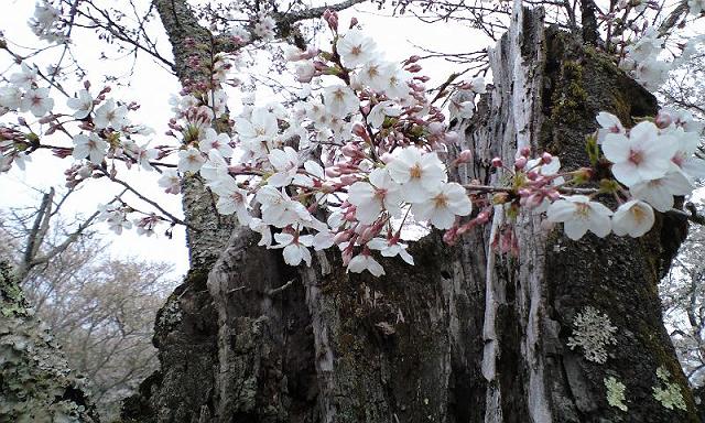 �Ö؂ɍ炭������