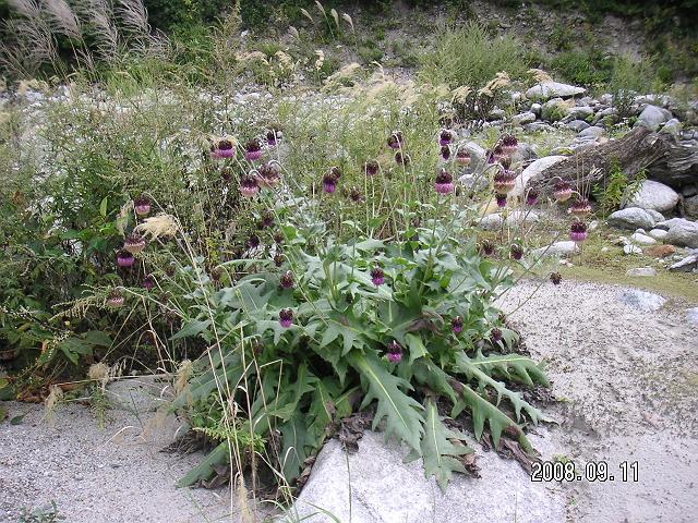 �t�W�A�U�~