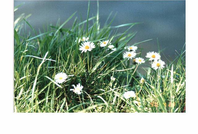 ���ӂ̃q�i�M�N