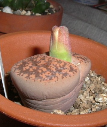 ���Ƃ��̌N�B